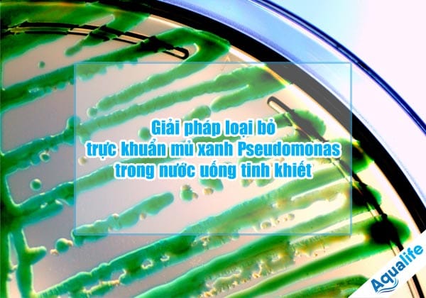 loai bo truc khuan mu xanh pseudomonas