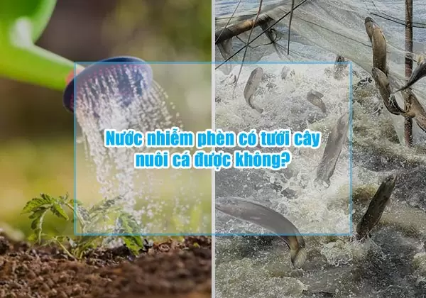 Nước nhiễm phèn có tưới cây nuôi cá được không? 7 nuoc nhiem phen co tuoi cay nuoi ca duoc khong