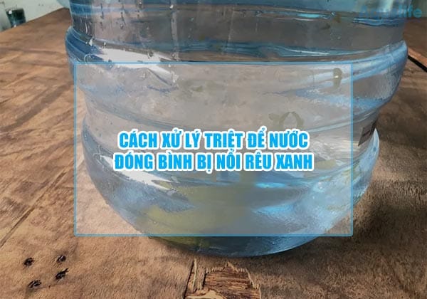 cach xu ly triet de nuoc dong binh bi noi reu