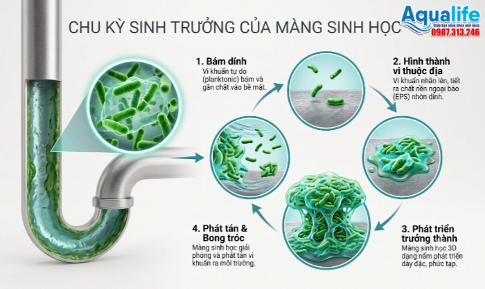 Sơ đồ 4 giai đoạn trong chu trình sinh trưởng của màng sinh học biofilm từ bám dính đến phát tán nội độc tố